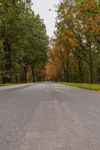 Surface level of road amidst trees