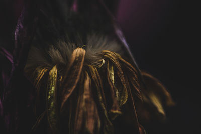 Close-up of dandelion flower against black background