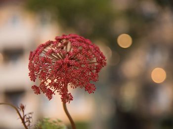 Close-up of red cherry blossom