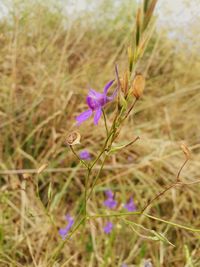 Close-up of flowers growing in field