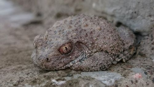 Close-up of frog on rock