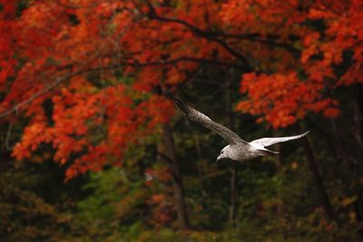 Bird flying over forest