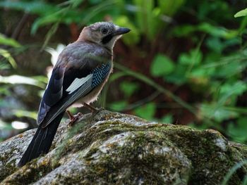 Close-up of bird perching on rock