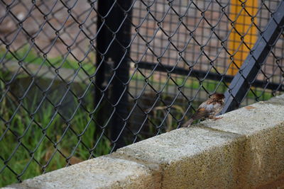 Close-up of chainlink fence behind a bird