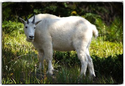 Close-up of sheep on field