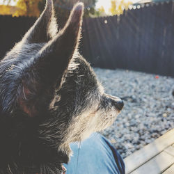 Close-up of a dog looking away