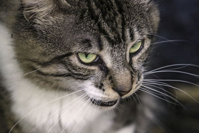 Close-up portrait of a cat