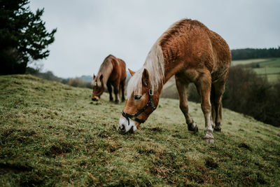 Horses grazing on field