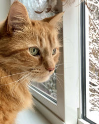 Close-up of a cat looking away