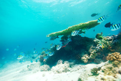 Fish swimming in sea