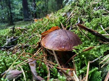 Close-up of mushroom growing on field