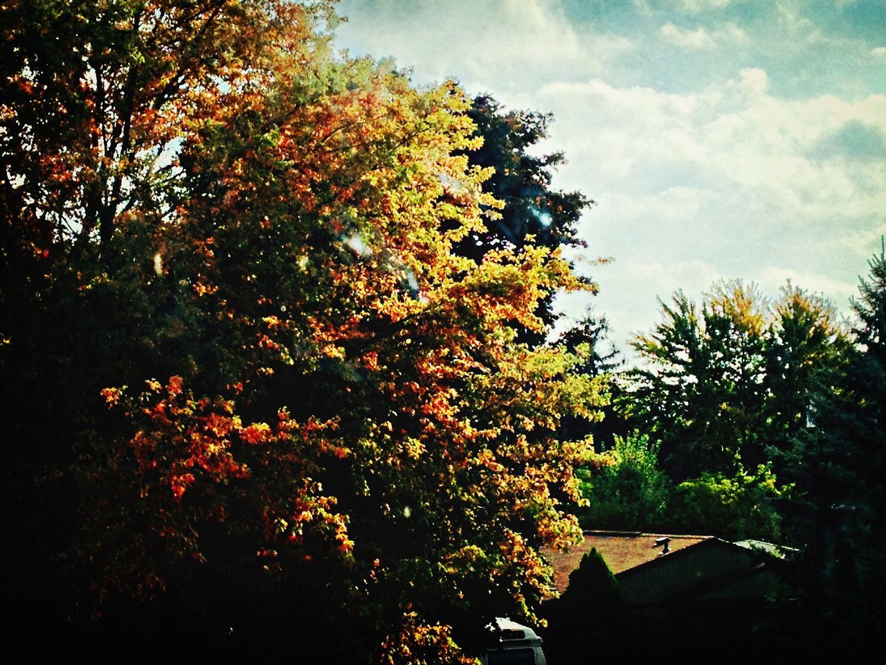 tree, sky, growth, low angle view, built structure, building exterior, house, branch, cloud - sky, architecture, nature, beauty in nature, tranquility, autumn, outdoors, no people, cloud, scenics, orange color, tranquil scene