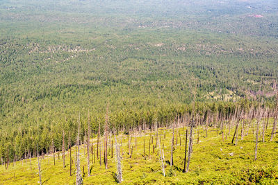 Aerial view of pine trees in field