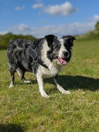 Dog standing on field