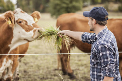 Mid adult farmer feeding cow in field