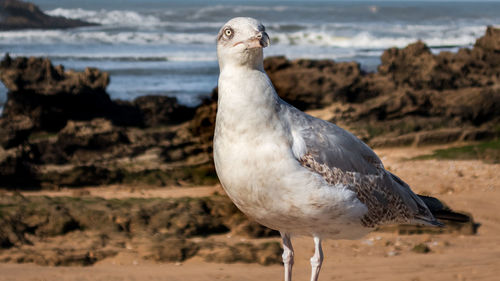 Close-up of seagull on land