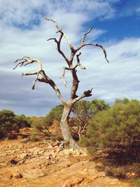 View of tree against sky