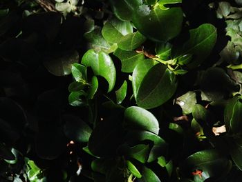 Close-up of fruits growing on tree