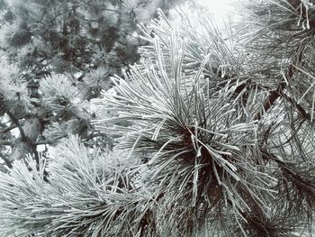 Close-up of plant against sky