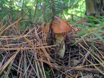 Close-up of mushroom growing on field