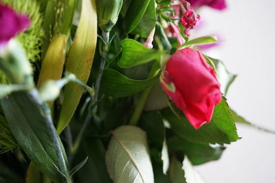 Close-up of red flowering plant