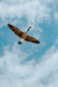 Low angle view of falcon flying in sky