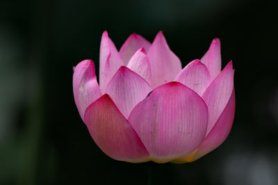 Close-up of pink water lily