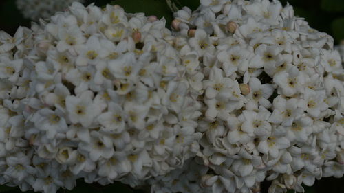 Close-up of white flowers