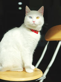 Close-up portrait of white cat