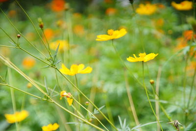 Close-up of yellow flowering plants on field