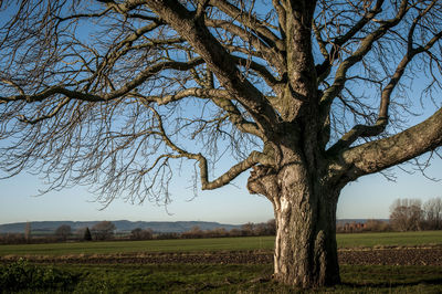 Bare tree on field against sky