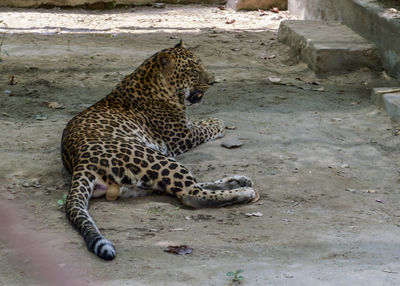 Tiger in a zoo