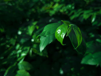 Close-up of water drops on green leaf