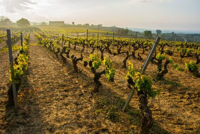 Scenic view of vineyard against sky