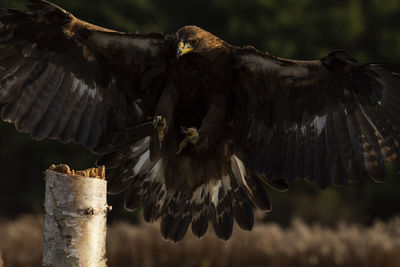 Close-up of birds flying over wooden post