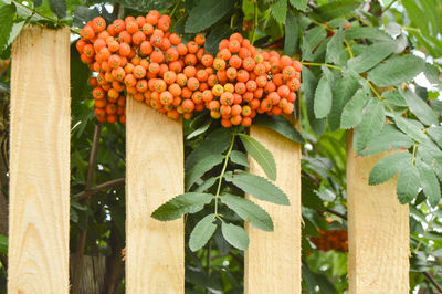 Close-up of orange fruits on plant