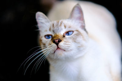 Close-up portrait of a cat