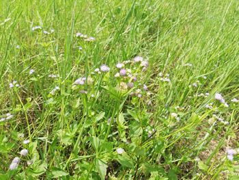 High angle view of flowering plants on field