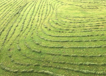 Full frame shot of rice field