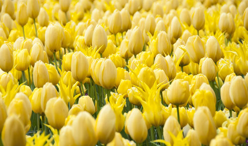 Full frame shot of yellow tulips