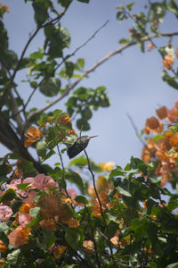 Close-up low angle view of leaves