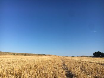 Scenic view of agricultural field against clear blue sky