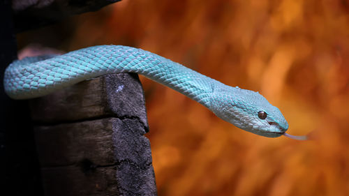 Close up of the exotic and venomous viper snake blue insularis - animal reptile photo series