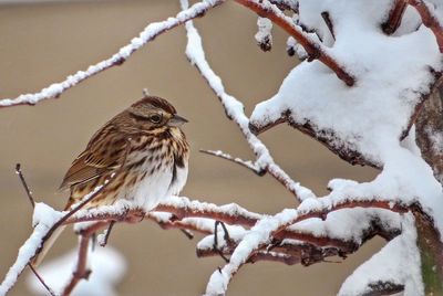 Close-up of sparrow perching on snow covered branch