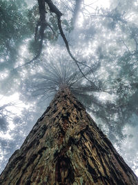 Low angle view of tree against sky