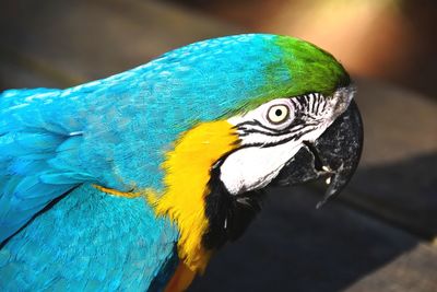 Close-up of peacock