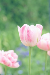 Close-up of pink rose flower on field