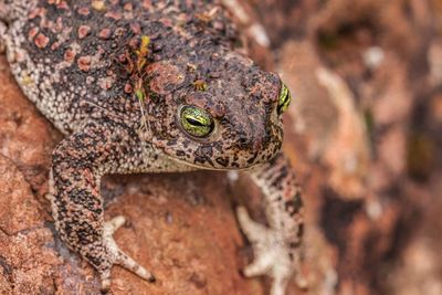 Close-up of lizard