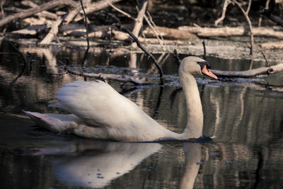 Swan swimming in lake
