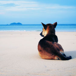 Horse on beach against sky